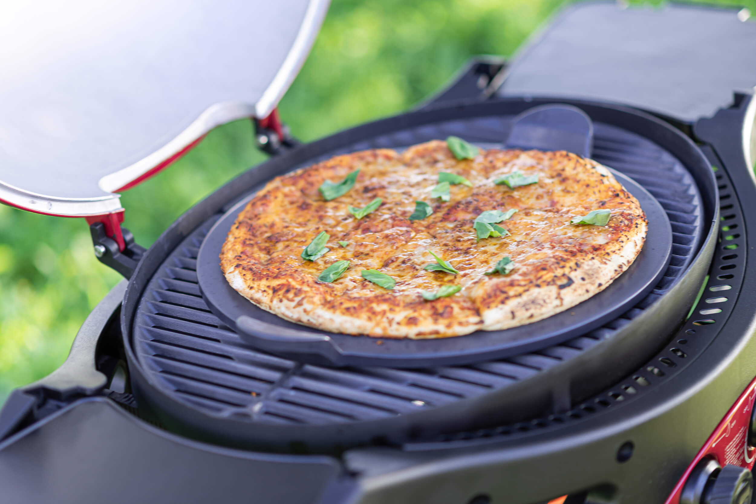 צילומי_גרילים_טבע._אייל_(702)